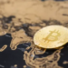 Bitcoin Boğa Koşusu İçin Asya’yı İşaret Etti!