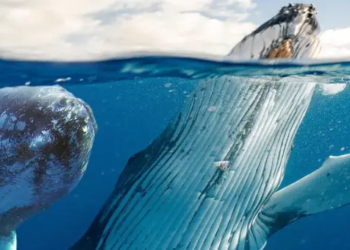 Bitcoin Balinaları Harekete Geçti; Düşüşü Satın Mı Alıyorlar?