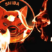 Shiba Inu Burn Oranı, %10000'in Üzerinde Arttı