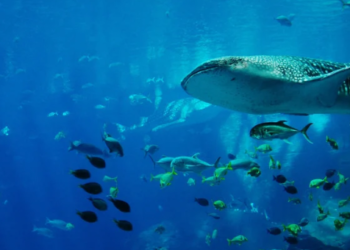 Shiba Inu Balinalari Aldıkları Miktardan Daha Fazlasını Sattı