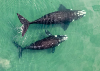 Bitcoin Balinaları Binlerce BTC Satın Aldı!