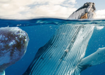 Dev Balinalar Son 4 Yılın En Büyük Bitcoin (BTC) Transferini Yaptı