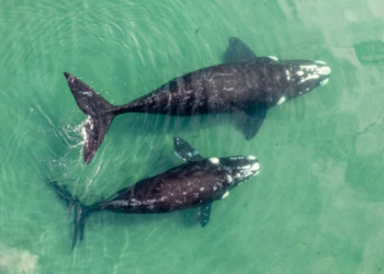 Bitcoin Balinalarından Yükseliş Sinyalleri; 85.000 BTC!