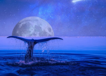 Büyük Bitcoin Balinaları Kripto Borsalarını Terk Ediyor