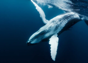 PEPE Balinası Yüzde 52 Zararla 400 Milyar Adet Token Sattı