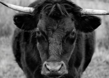 Santiment Açıkladı: Bu Token Boğa Sinyali Gösteriyor