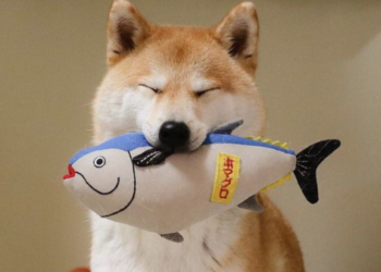 Balinalar Yaklaşık 60.000.000 Dolar DOGE ve SHIB Taşıdılar!