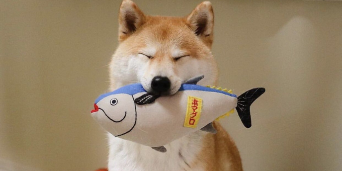 Balinalar Yaklaşık 60.000.000 Dolar DOGE ve SHIB Taşıdılar!