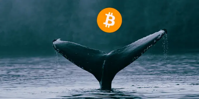 Bitcoin Balinaları Düşüşü Kaçırmadı; 3.5 Milyar Dolarlık Hamle Geldi