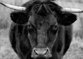 Reserve Rights (RSR) Fiyatı Yüzde 100 Artacak Mı?