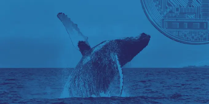 Bitcoin Balinalarının Aylık Birikimi Dikkatleri Çekiyor; "Hodl Devam"