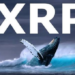 Borsalar Yeniden XRP Listeledi; Balinalar Harekete Geçti!