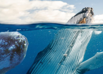 ApeCoin (APE) Balinaların İlgi Alanına Girdi