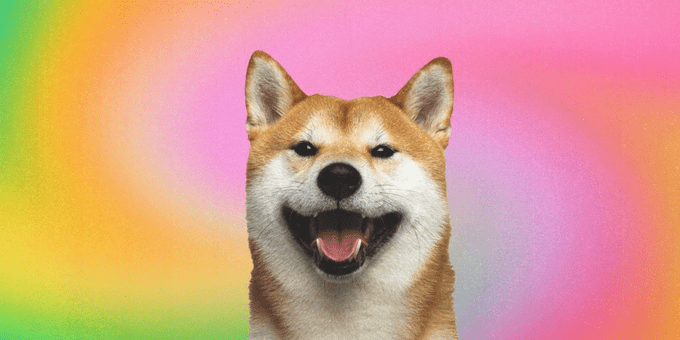 Shibarium Duyurusu Bugün mü? Topluluğun İlgisi Yaklaşan Shiba Inu Cephesinde