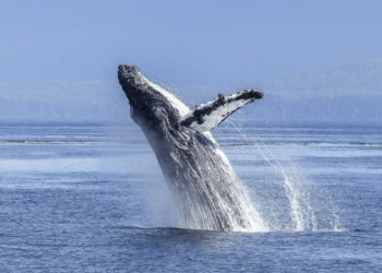 Balina Satışı Altcoin’e Düşüş Getirdi