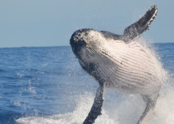 Bitcoin Balinaları Birikimden Dağıtım Moduna Geçti!