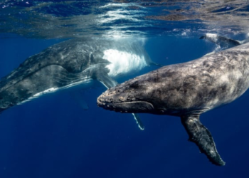 Arbitrum Balinaları Harekete Geçti; Zararına Satıyorlar