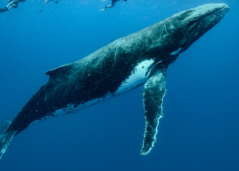 Fiyatlar Yükselirken Balinalar Ethereum Satın Alıyor