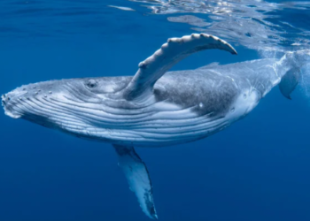 Binance Borsasında Listeli Tellor (TRB) Balinaların İlgi Odağı Oldu