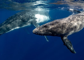 Santiment: Balinalar Milyonlarca ETH Biriktirdi