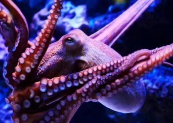 Kraken Kurucusu SEC Davasına İlişkin Konuştu; "Mazoşist SEC ile Bu Defa Mücadele Edeceğiz"