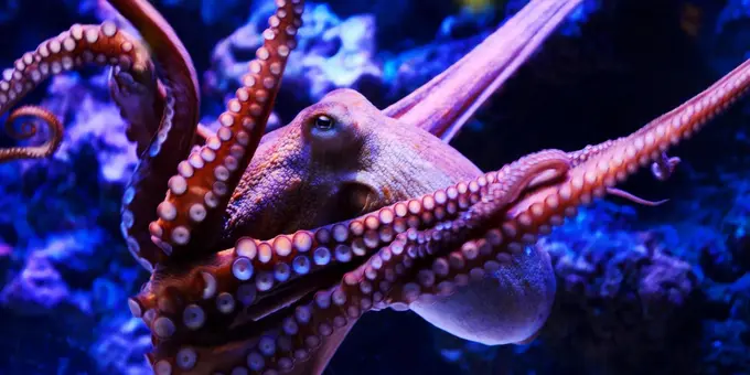 Kraken Kurucusu SEC Davasına İlişkin Konuştu; "Mazoşist SEC ile Bu Defa Mücadele Edeceğiz"