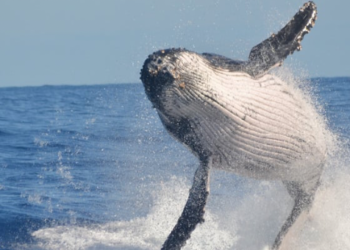 Lookonchain, Solana Balina Hareketlerini Paylaştı