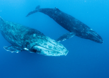 Balinalar İş Başında; 800 Milyon Dolarlık Bitcoin Transferi 