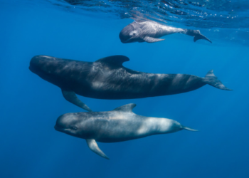 XRP Balinaları Harekete Geçti; Milyon Dolarlık Transfer!