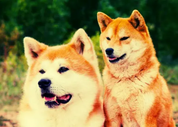 Balinalar Birikim Yapıyor: İşte Hedefte Bu İki Popüler Altcoin Var