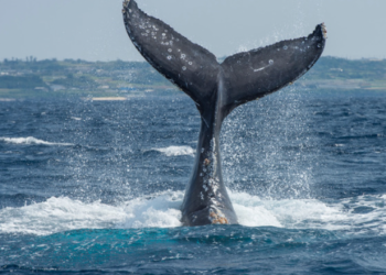 Bitcoin Balinaları İki Haftada Borsalardan 100.000 BTC Çekti