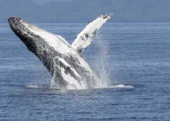 Worldcoin (WLD) Balinası Milyon Dolarlık Kar Elde Etti