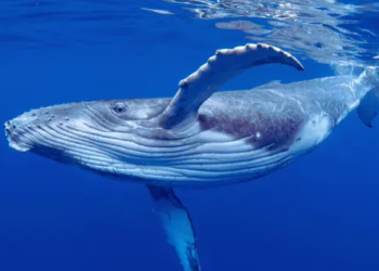 Balinalar Harekete Geçti: Şimdi Gözler Bu Kripto Parada!