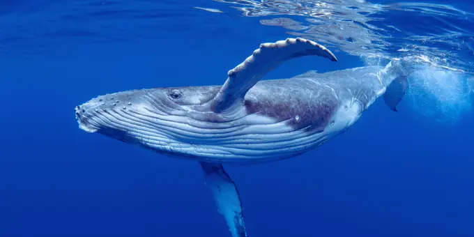 Balinalar Harekete Geçti: Şimdi Gözler Bu Kripto Parada!