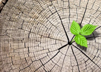 Bitcoin Halving Sonrası Tatlı Bir Sessizlik: Halving'e Dair Detaylar ve Piyasa Görünümü