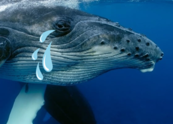 Kripto Para Balinası, 3 Altcoin Yüzünden Zararına Satış Yaptı